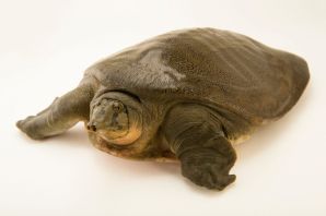 Мягкотелая черепаха трионикс