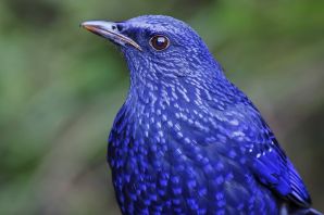 Синяя птица лиловый дрозд