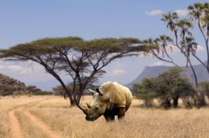 Двурогий носорог