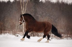 Владимирская тяжеловозная порода лошадей