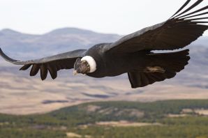 Андский кондор самая большая летающая птица