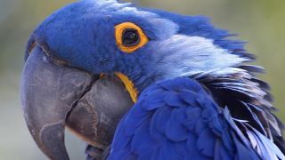 Синий амазон попугай