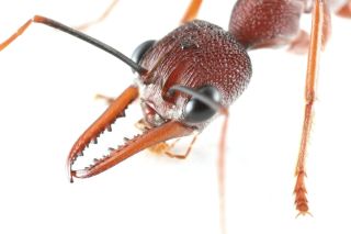 Жало муравья бульдога