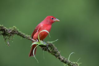 Красный зяблик кардинал