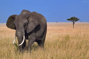 Саванновый африканский слон