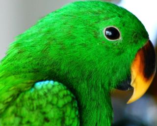 Японский зеленый попугай