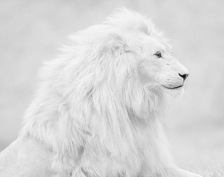Белый лев в природе