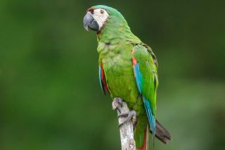 Каштановый ара попугай