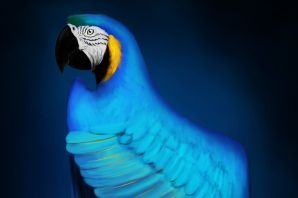 Гигантский попугай ара