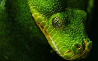 Змея зеленого цвета
