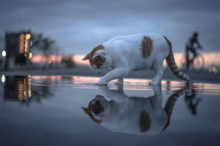 Кошка в воде
