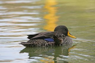 Черная водоплавающая птица с желтым клювом