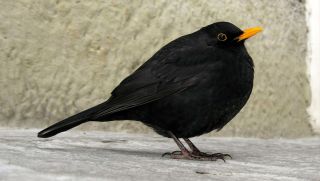 Черная птица с длинным оранжевым клювом