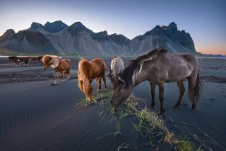Дикие лошади исландии