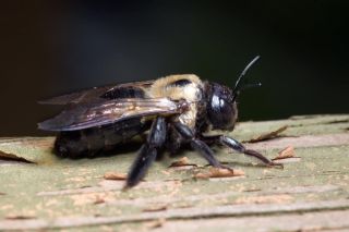 Пчела древоточец