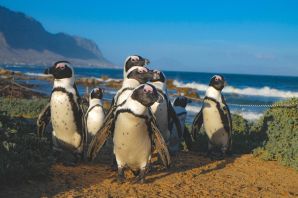 Очковый пингвин в африке