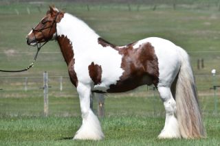 Ирландская тяжелоупряжная лошадь