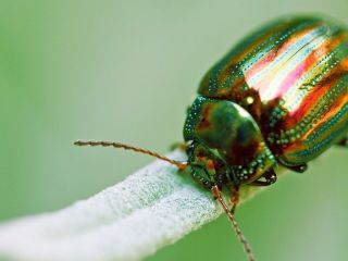 Зеленый жук светлячок