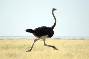 Страус самая большая птица