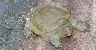 Китайская мягкопанцирная черепаха