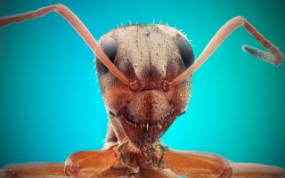 Увеличенная морда муравья