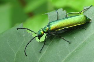 Зеленый продолговатый жук