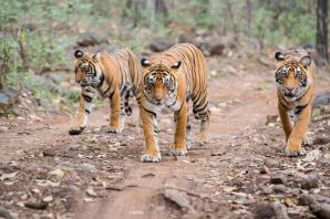 Бенгальский тигр популяция