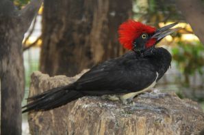 Черная птица с красным хохолком