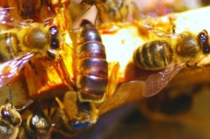 Матка среднерусской пчелы