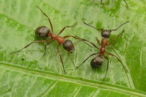 Черноголовый лесной муравей