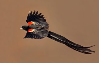 Черная птица с длинным хвостом