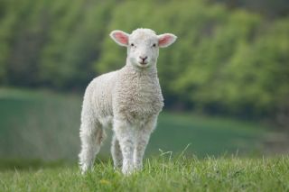 Самая красивая овца