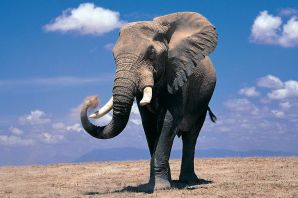 Хобот африканского слона