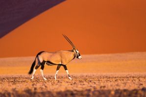 Антилопы пустыни намиб