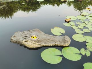 Крокодил в пруду