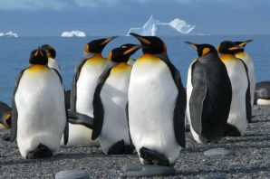 Императорский пингвин в антарктиде