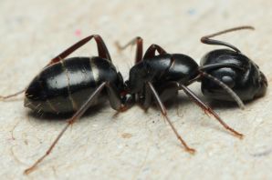 Черный муравей древоточец