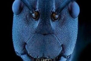 Глаза муравья под микроскопом