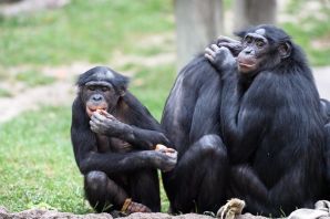 Бонобо человекообразные обезьяны