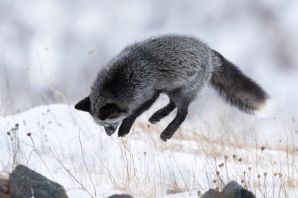 Чернобурая лисица зимой