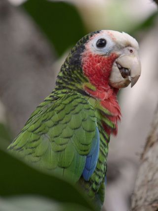 Кубинский трехцветный попугай