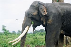Индийский слон с бивнями