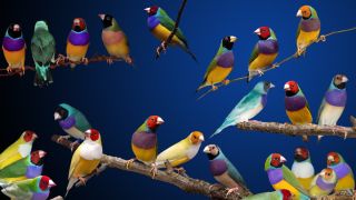 Певчие птицы амадины