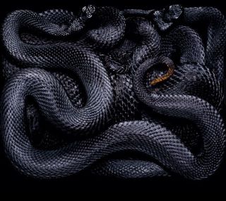 Клубок ядовитых змей