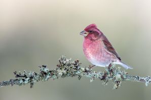 Пурпурная чечевица птица