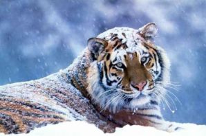 Зимний тигр