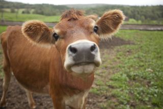 Очень милые коровы