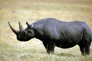 Западный черный носорог вымерший вид