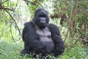 Конго гориллы