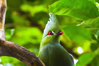 Птица с зеленой головой